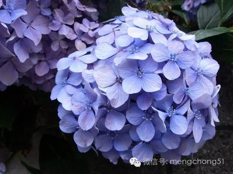 对猫咪有毒的植物有哪些？猫咪误食毒性植物怎么办？