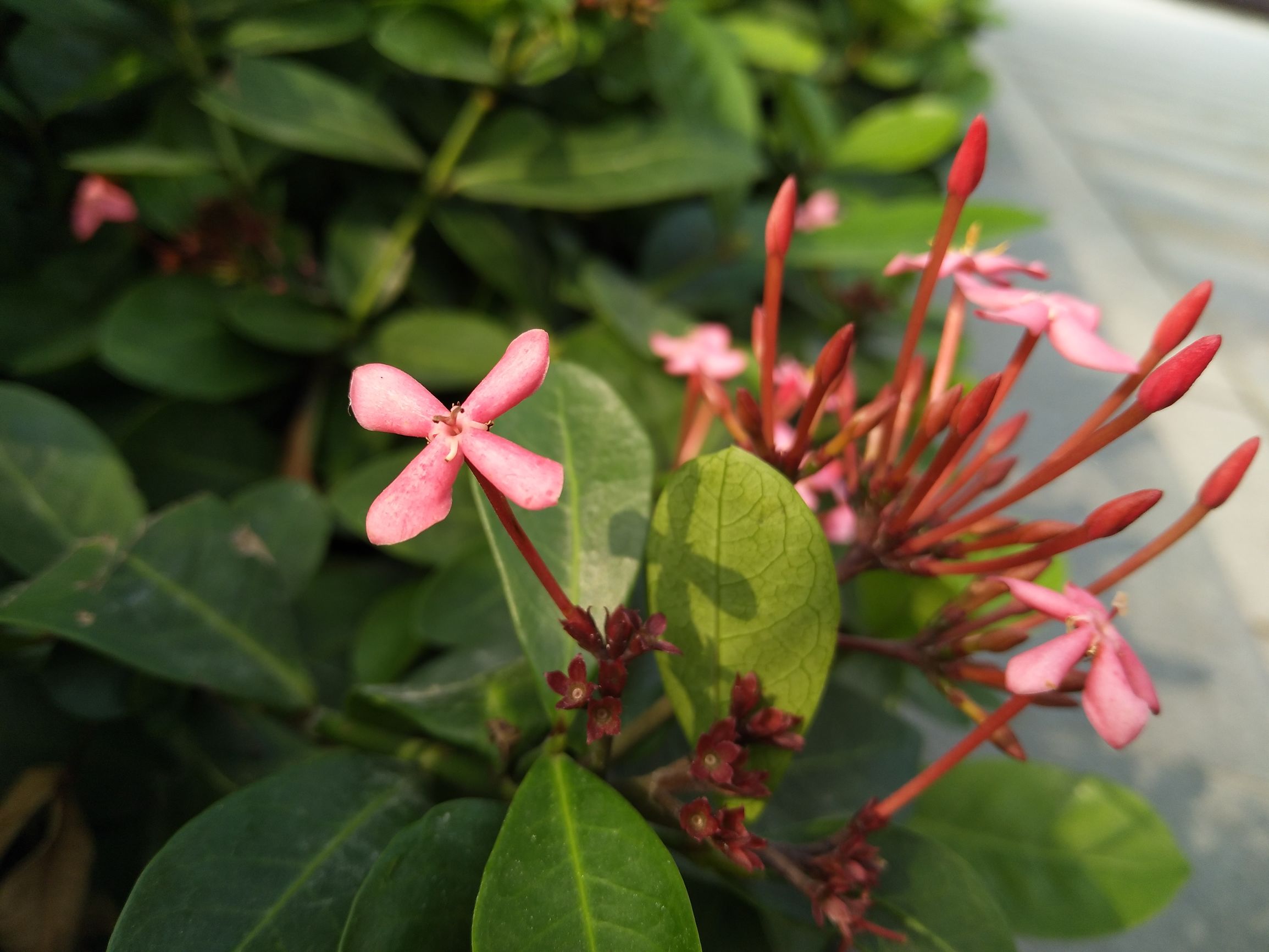 vivox9s柔光双摄怎么样,vivox9拍照效果怎样