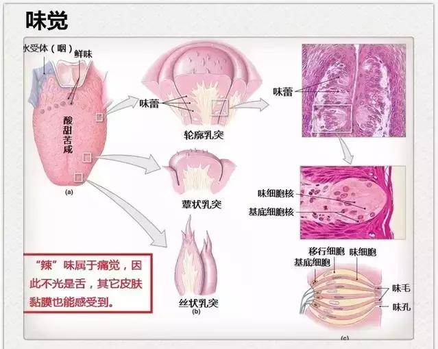 牙医能辨别出换过没换过的牙齿吗,牙医见过最好的牙齿是怎么样的