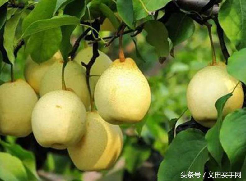 中国地理标志大会视频,国家地理标志产品官方采访