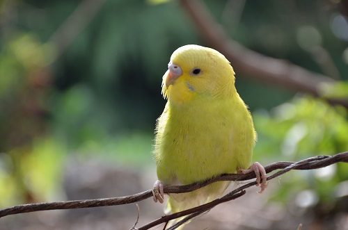 鹦鹉需要多少温度饲养,鹦鹉幼鸟喂养温度