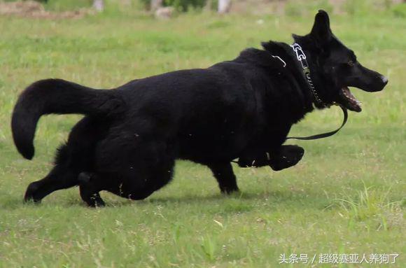 德国牧羊犬长得真霸气,黑色德国牧羊犬和黑狼犬