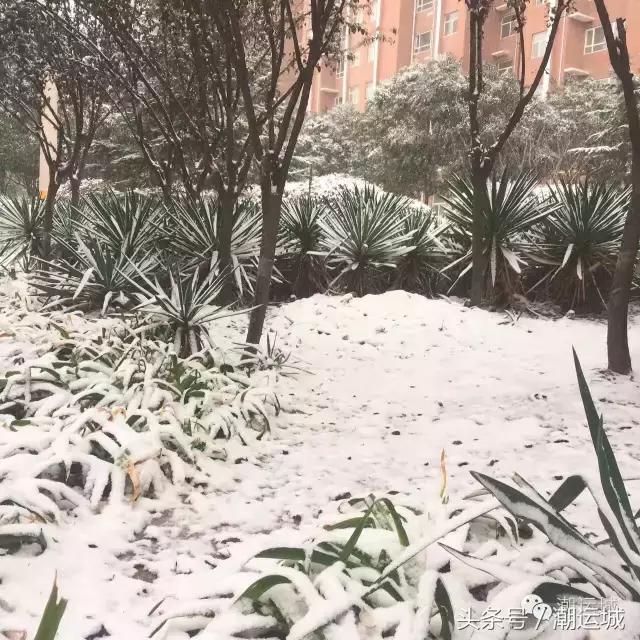 运城雪景有多美,山西省运城市第一场雪