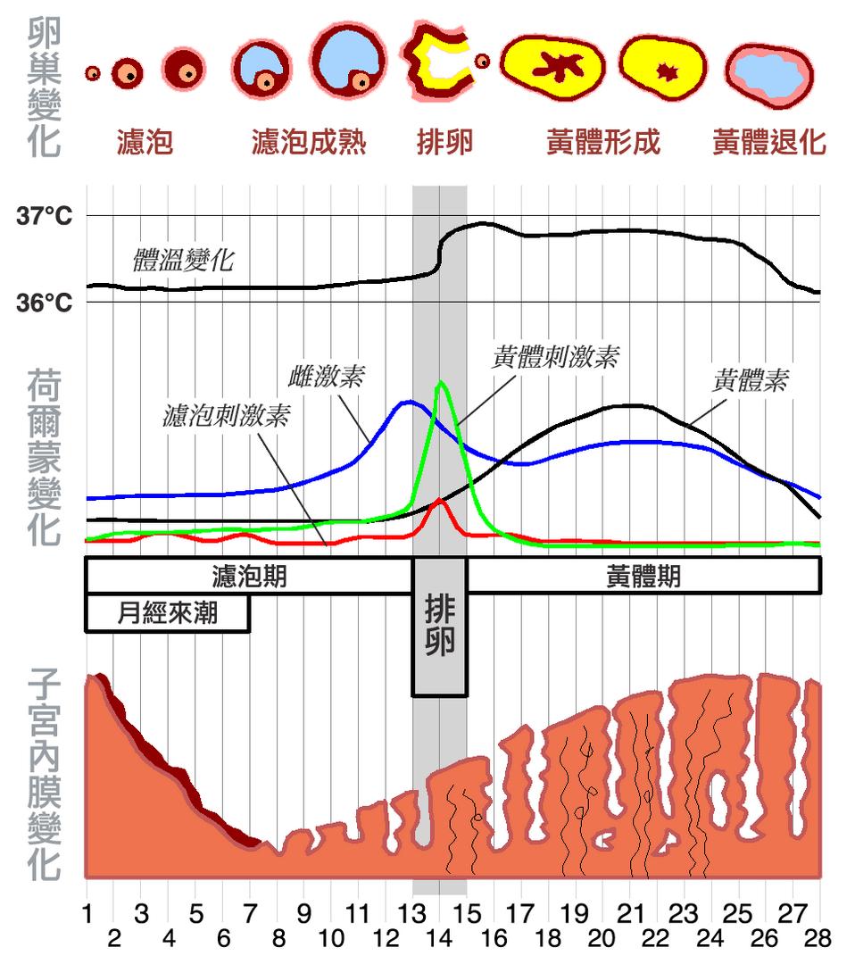 卵巢液性暗区是囊性还是实性,什么是卵巢液性暗区