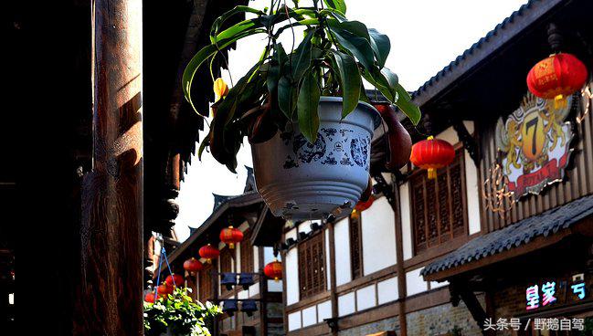 新疆野鹅自驾游视频,野鹅圣诞节自驾游