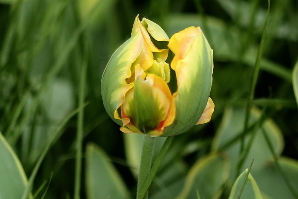 闃冲厜涓嬩簲棰滃叚鑹查儊閲戦鍥剧墖澶у叏,鏂囪壓娓呮柊鐨勯儊閲戦鍥剧墖澶у叏