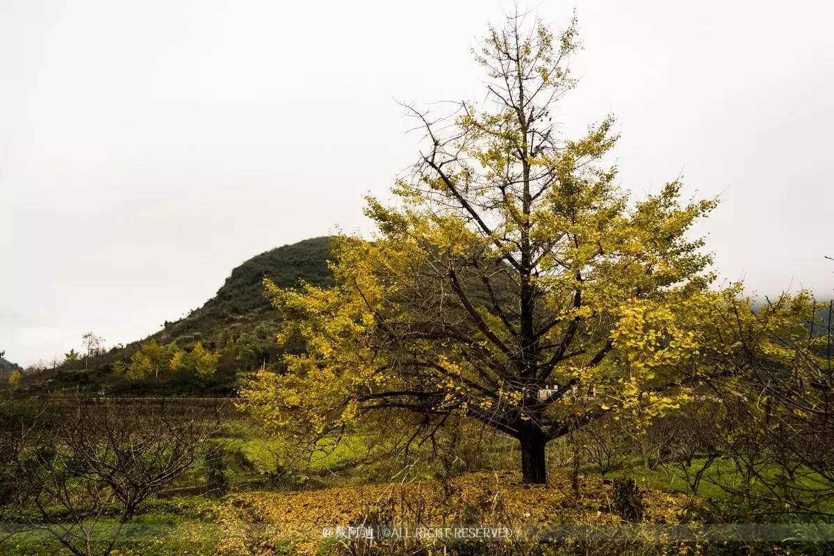 今年最后银杏金秋，现在出发还来得及！