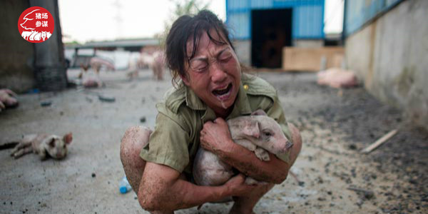 丁磊养猪模式,养猪大户丁磊现在在哪