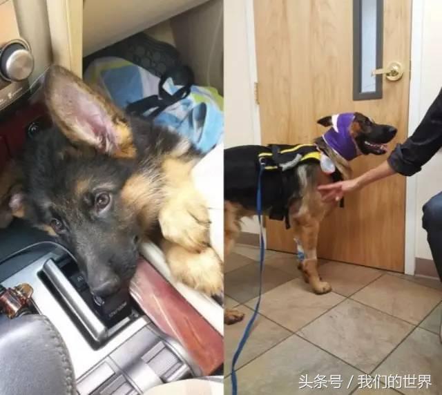 德牧患癌,德牧肿瘤怎么治疗