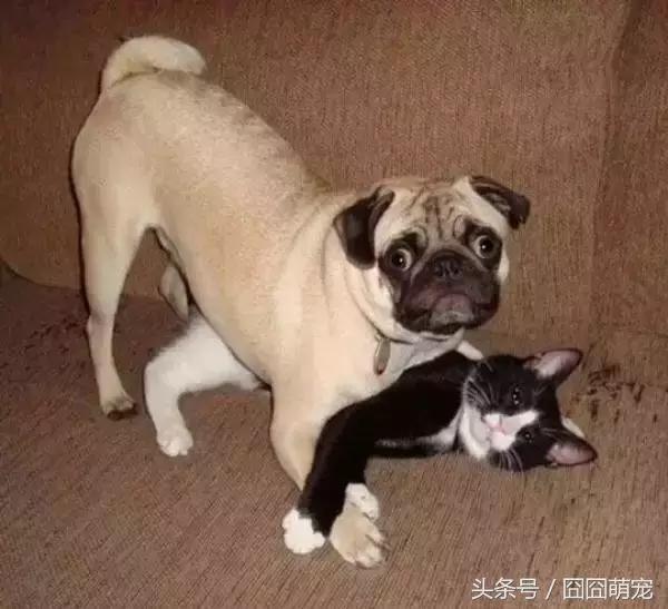 炖狗肉怎么做又香又好吃的视频,炖狗肉放什么料最好吃