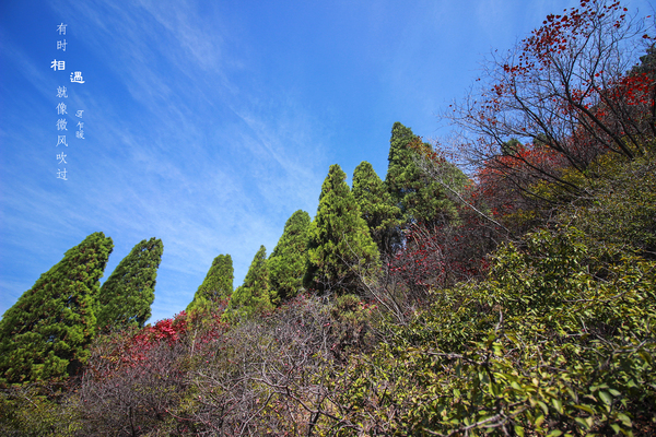 冬游红叶谷,看万山红遍层林尽染全文