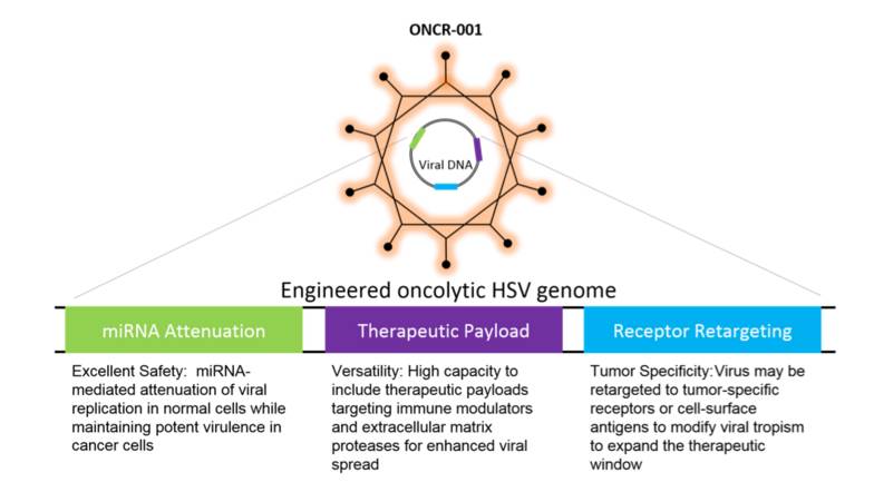 火视全球|Oncorus——利用病毒治疗恶性胶质母细胞瘤