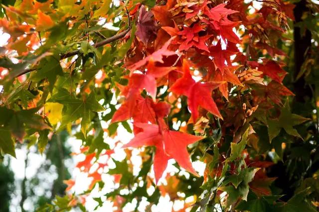山东烟台龙口南山风景区攻略,烟台南山龙口游记