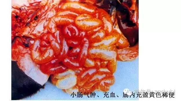 仔猪黄白痢的原因和治疗方案,哺乳仔猪拉黄白痢应该用什么药治