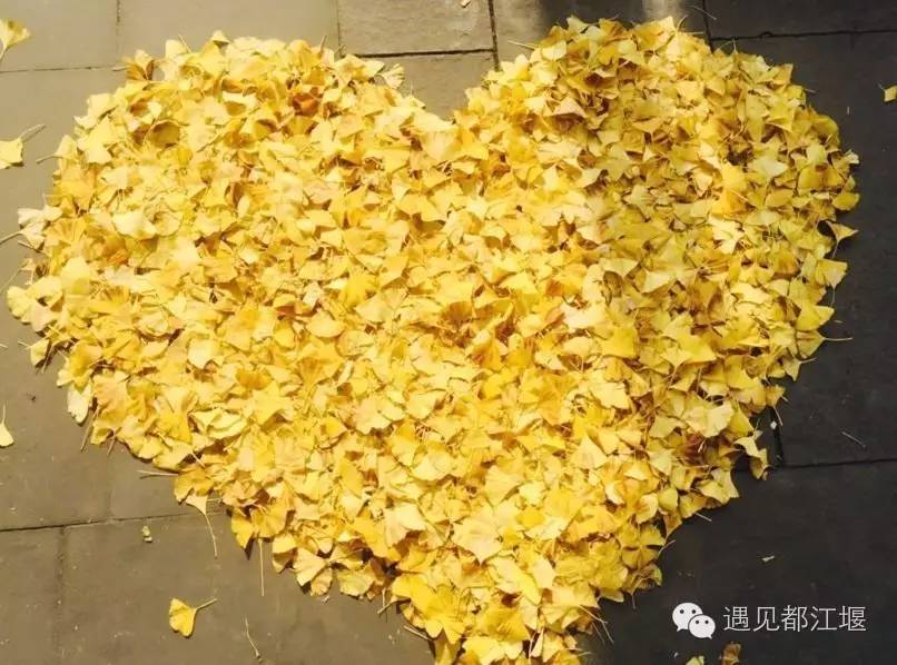 成都西部银杏第一村 (成都市周边哪里的银杏最多最美)