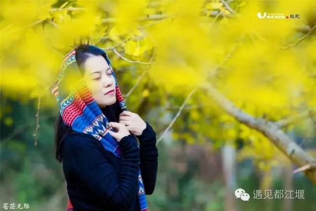 成都西部银杏第一村 (成都市周边哪里的银杏最多最美)