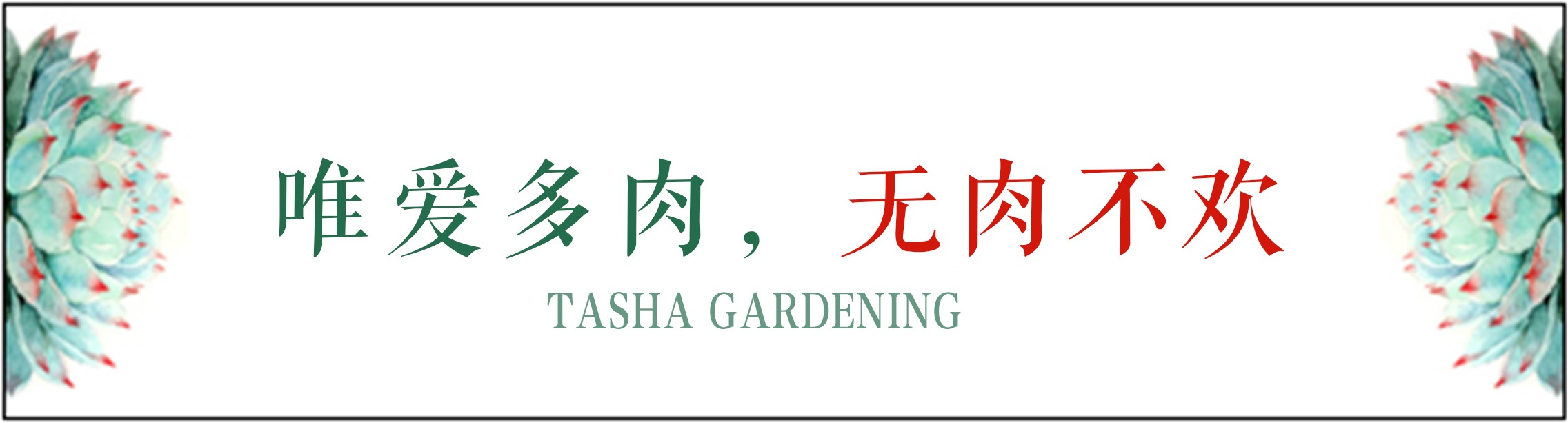 老桩大群多肉,大盆群生老桩图片大全