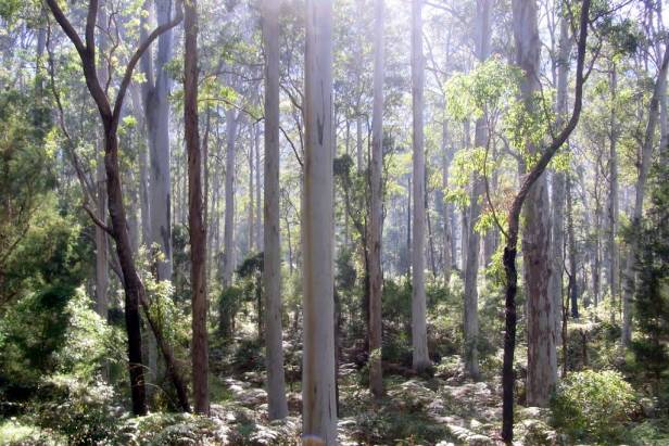 「花园集分享」野风系澳大利亚园林景观设计简析