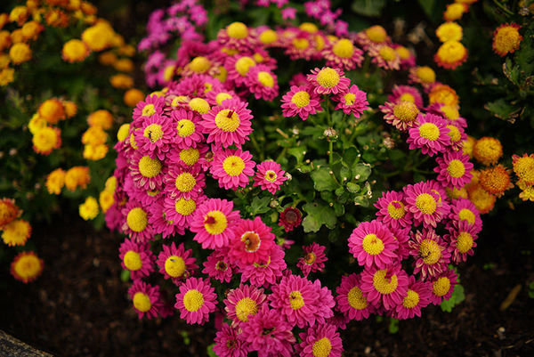 索尼fe24mmf2.8二手,索尼正式发布fe24-70mmf2