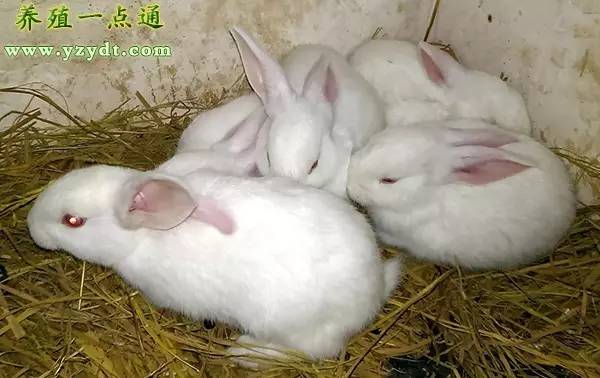 养兔五种饲养方法,肉兔四季高效养殖方法