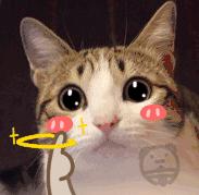 宠物征集活动,宠物征集令