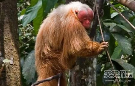 世界上最强的灵长类动物,盘点世界上怪异的巨大动物