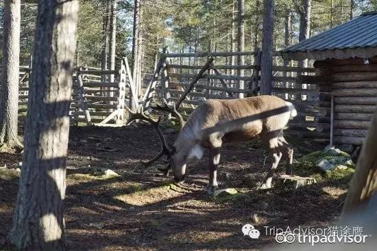 芬兰极光大爆发,2016极光