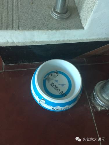 金毛从成年开始养,金毛养成