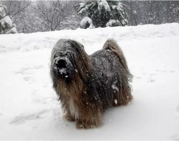 中国国犬那么多为啥只有土狗火了,纯种真正的土狗是什么样的