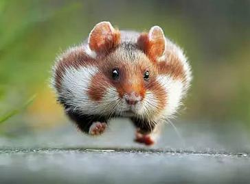 如何给仓鼠铲屎,仓鼠是不是要每天铲屎