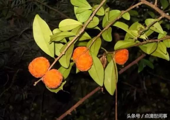 生长在山野的“山荔枝”俗称“黄鸡卵”，它的药用功效还真不少