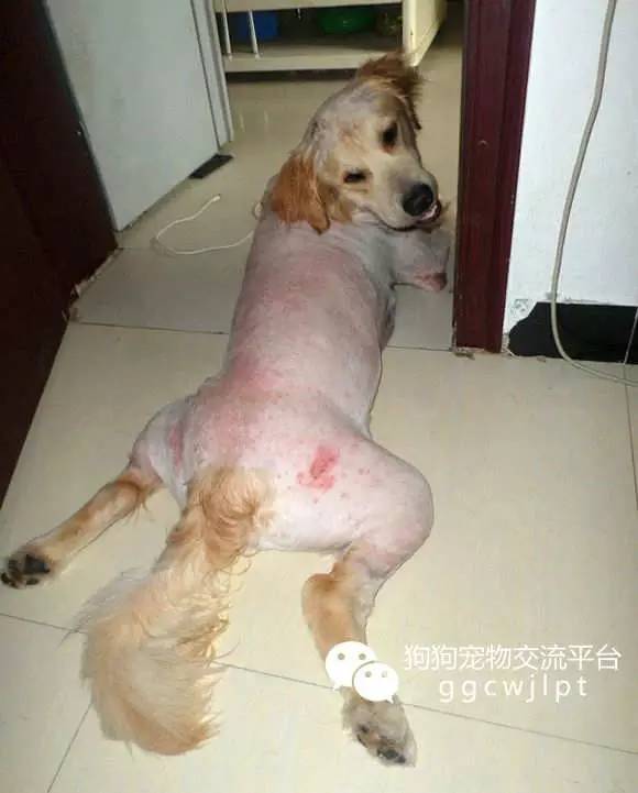 狗狗湿疹用红霉素软膏好不好,狗狗湿疹可以吃氯雷他定吗