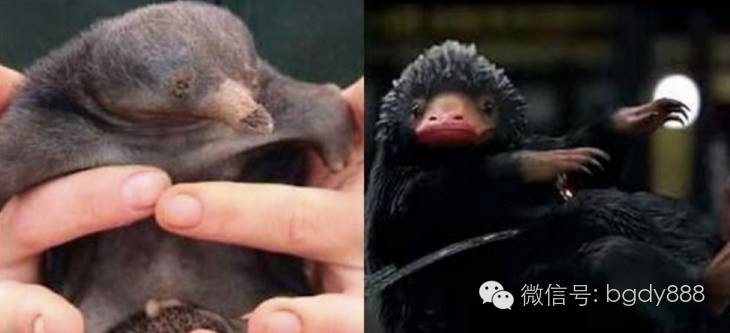 读了麻瓜麻鸡魔法入门，《神奇动物》会好看100倍