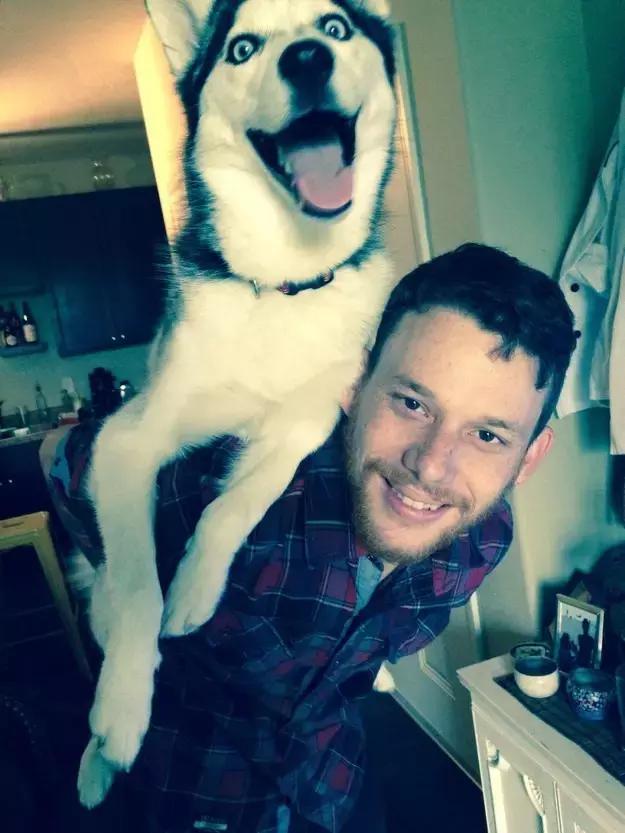 关于狗的冷知识拉布拉多,哈士奇冷知识狗语十级