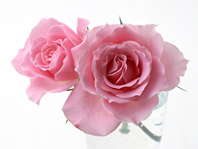 玫瑰各种颜色花语和寓意,玫瑰各个颜色花语及寓意是什么