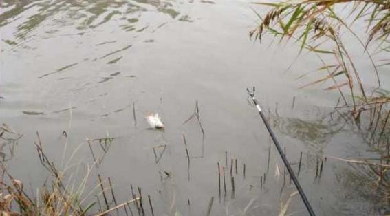 钓鱼人太牛！大风大雨中垂钓也能迎来鲤鲫大丰收