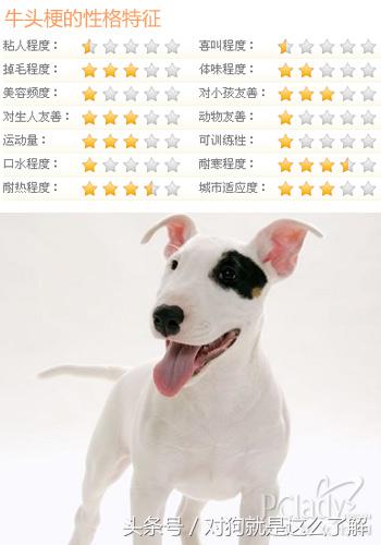 牛头梗养殖方法,牛头梗怎么养才能开花