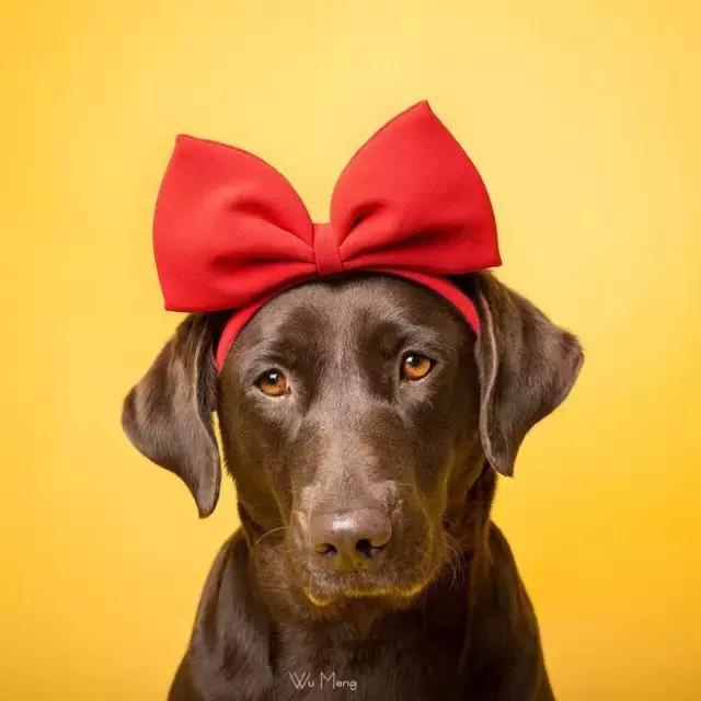 拉布拉多是不是家养的最佳犬种,萨摩耶拉布拉多犬是哪里的犬种