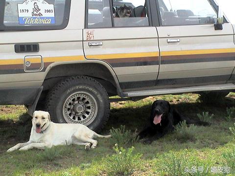 大狗黑色黄色,大狗黑灰色