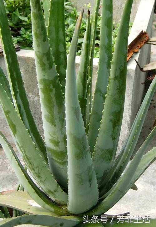 冬天皮肤干燥,种盆芦荟滋润下!