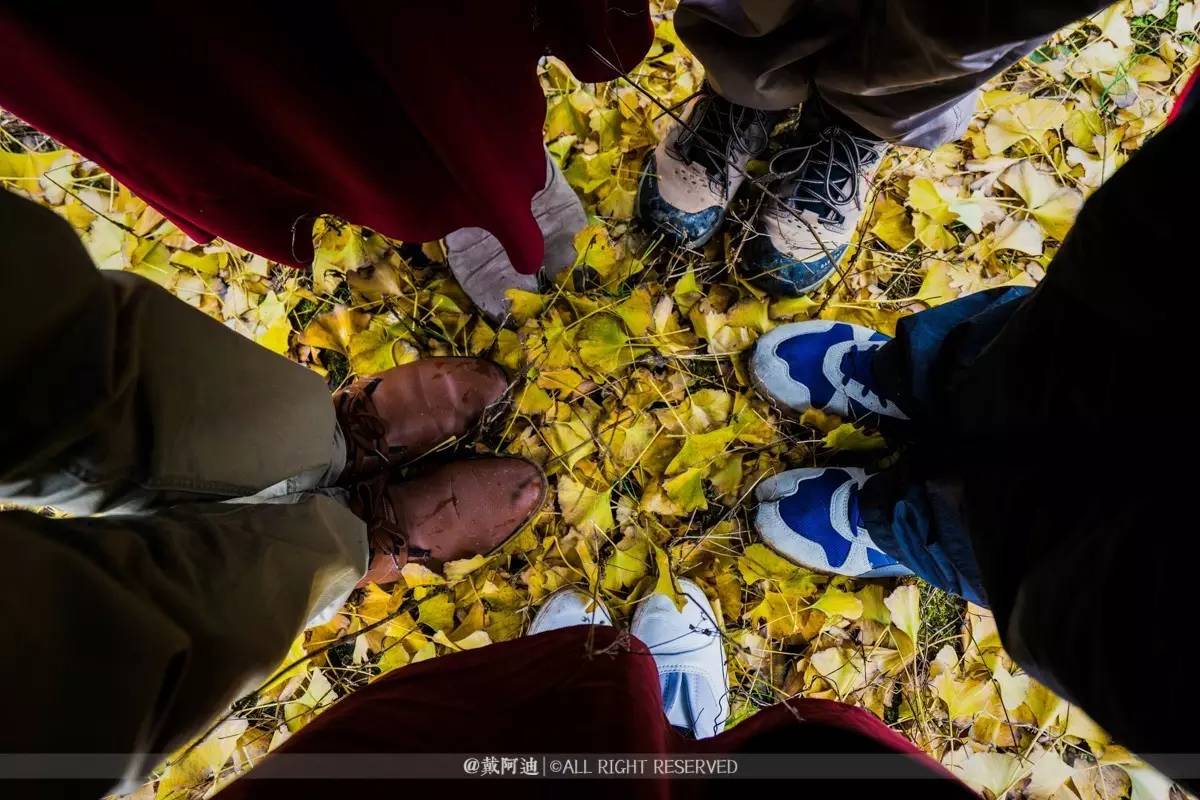 今年最后银杏金秋，现在出发还来得及！