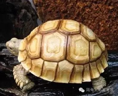 苏卡达生长快吗,如何辨别激素苏卡达