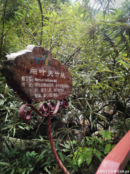 森林氧吧游玩攻略,宝界森林公园游玩攻略