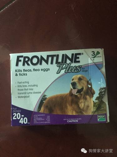 金毛从成年开始养,金毛养成