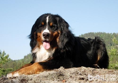 三大护卫犬哪一个最适合新手,又强又不失美观的护卫犬