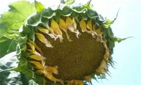 东北人的最爱,东北人的最爱东北大冻梨