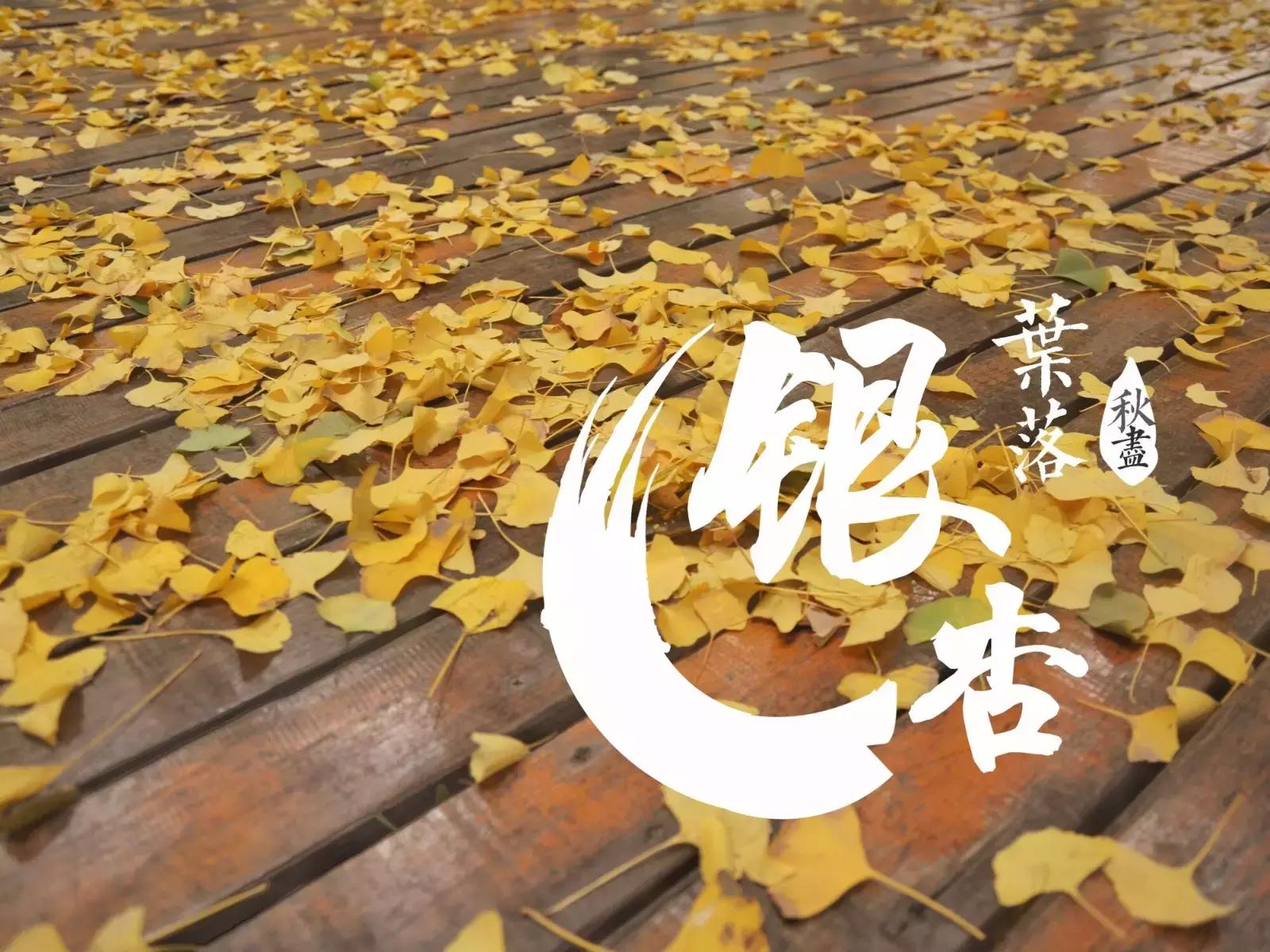 全国十大最美银杏大学,全国最美银杏大学