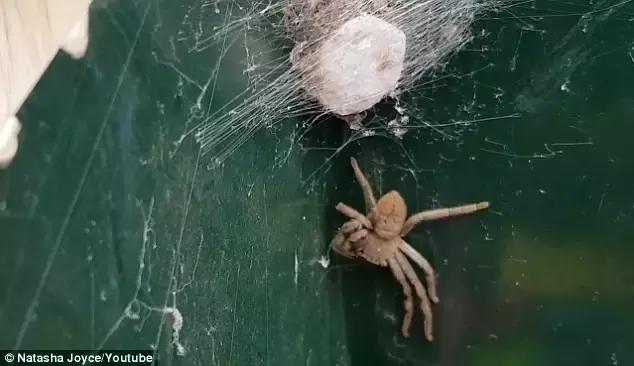 澳大利亚女子在家里发现巨型蜘蛛,澳大利亚巨型蜘蛛产子