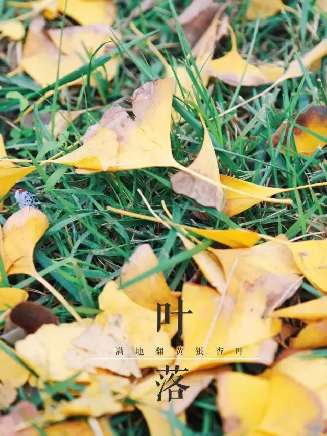 全国十大最美银杏大学,全国最美银杏大学