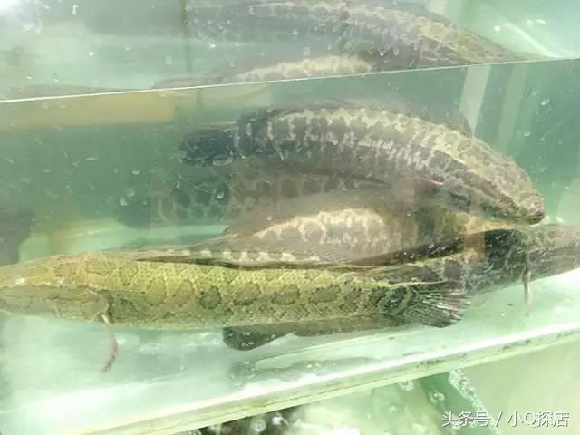 石锅鱼哪里吃最正宗,此生必吃的石锅鱼